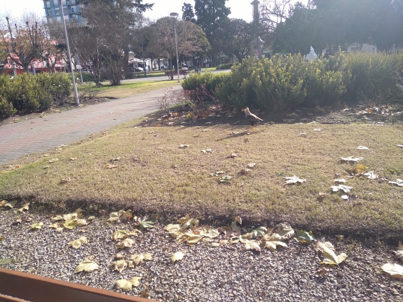 Aves rapaces, esos vecinos tan habituales